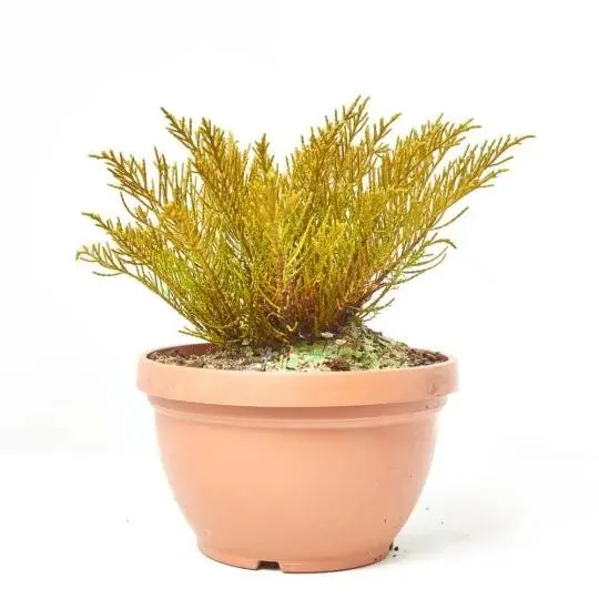 HEBE VARIEDADES TARRINA 3 LITROS