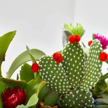 CACTUS DECORADOS CESTA 6 UDS