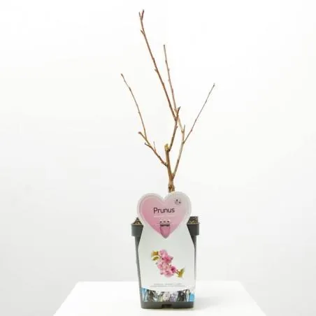 PRUNUS DE FLOR MACETA 5L