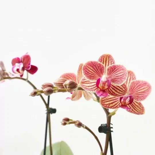 ORQUÍDEA PHALAENOPSIS 1 TALLO M-6 C/CUBRE IMÁN