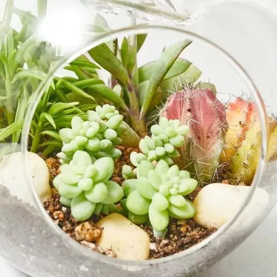 COMPOSICIÓN MANZANA 25X14CM