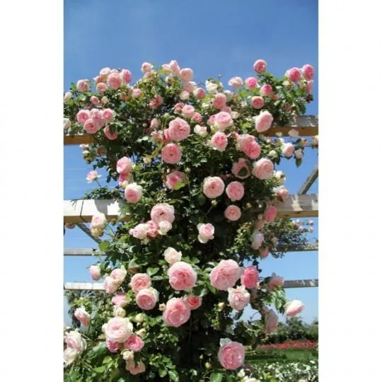 ROSAL PERFUMADO TREPADOR GRANDIFLORA 5 LITROS