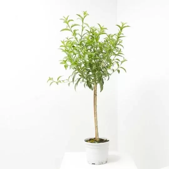 GALÁN DE NOCHE 5L COPA