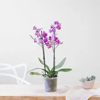 Phalaenopsis Multiflora rosa