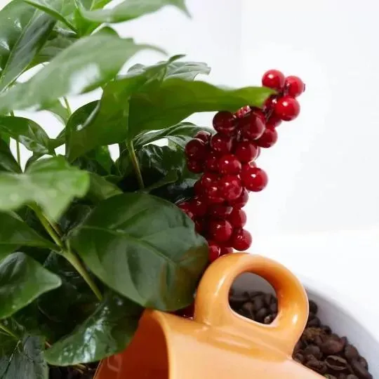 ARREGLO PLANTA CAFÉ M-19 CON TAZA