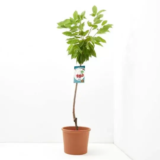 CEREZO 10L RESIDUO CERO VERDECORA