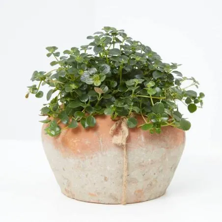 PILEA MACETA 12CM