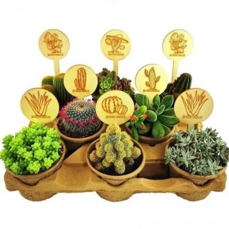 CACTUS Y CRASA MACETA BIO 10.5CM