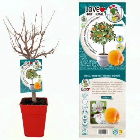 ALBARICOQUERO ENANO RESIDUO CERO VERDECORA 5L