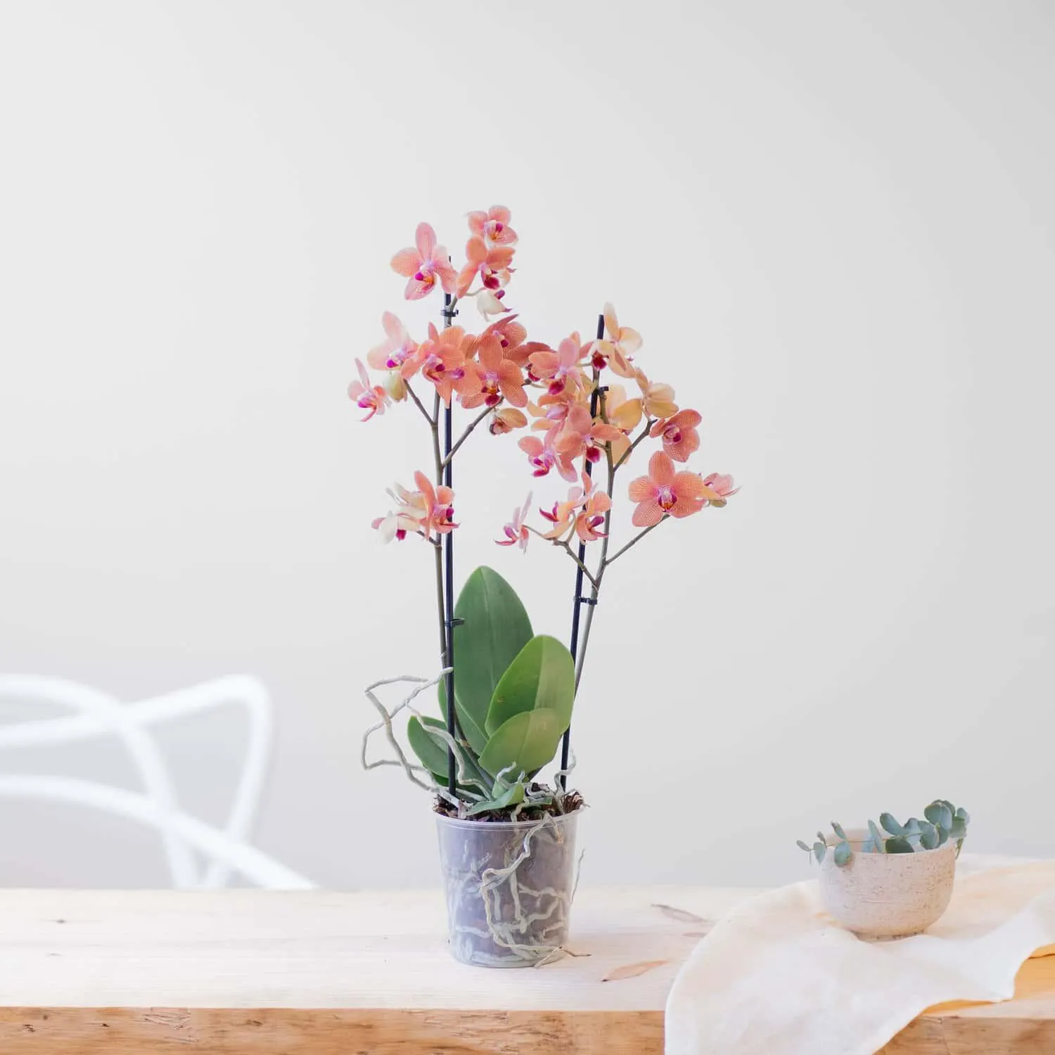 Phalaenopsis Multiflora multicolor