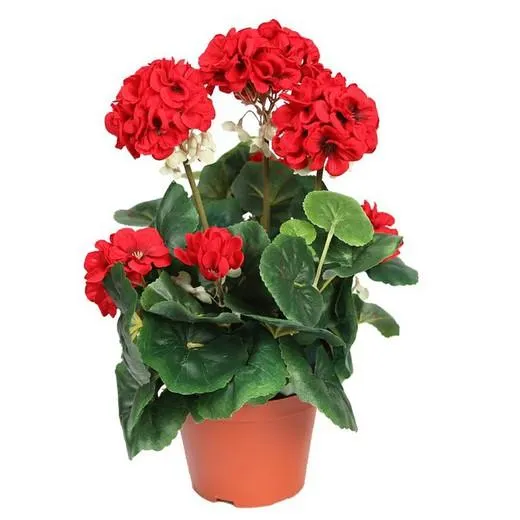 Geranio en maceta altura 35cm