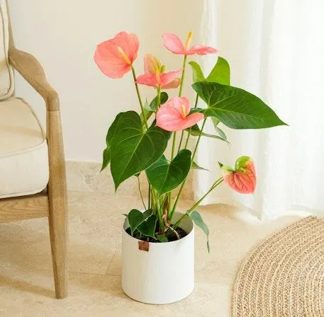 Anthurium Rosa