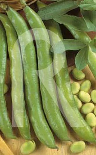 Haba aguadulce 10 gr