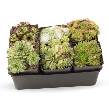 SEDUM SEPERVIVUM 6 UDS