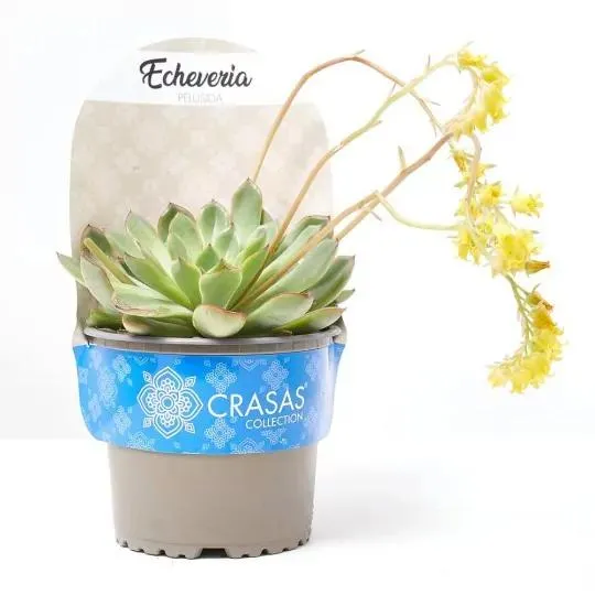 ECHEVERIA PELUSIDA M-13