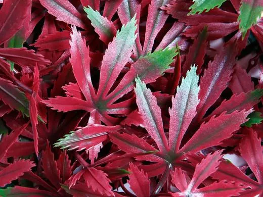 Jardín vertical Arce rojo