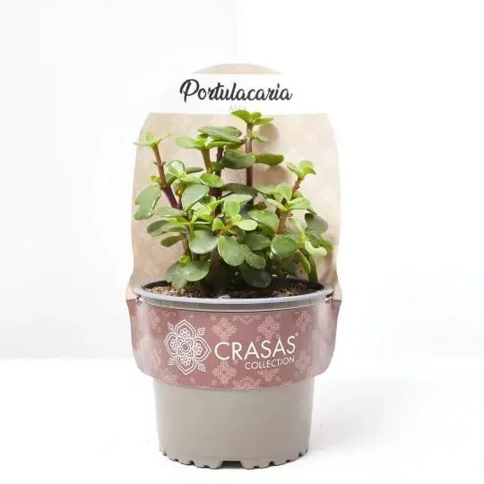 PORTULACARIA AFRA MACETA 13CM