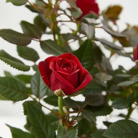 ROSAL MINI MACETA 11CM