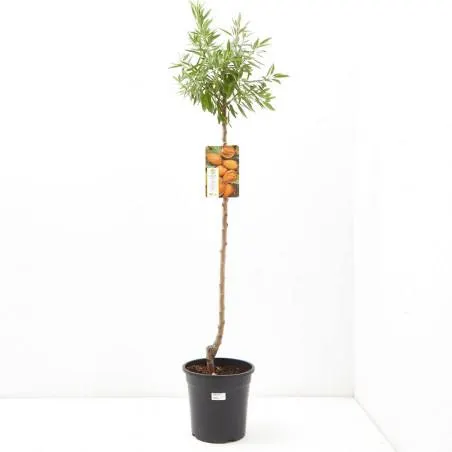 ALMENDRO MARCONA MACETA 10 LITROS