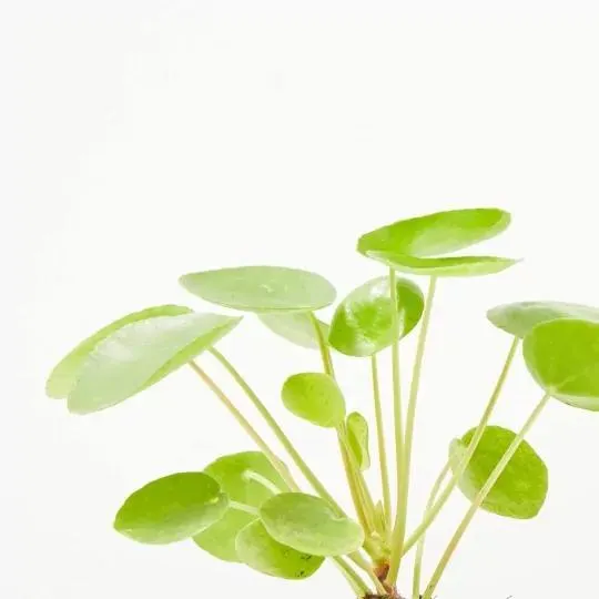 PILEA PEPEROMIODES CON CUBRE STRIPES 13CM