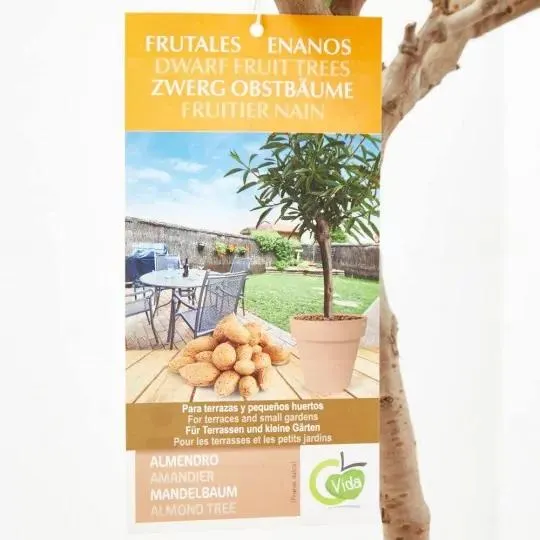 ALMENDRO ENANO MACETA 5L