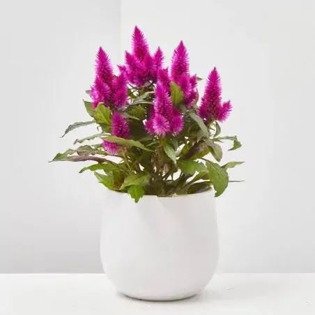 CELOSIA CARACAS