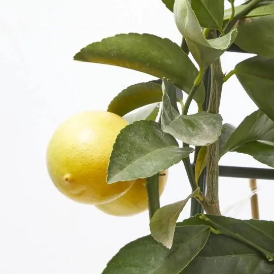 CITRUS LIMON M-19 ESPALDERA