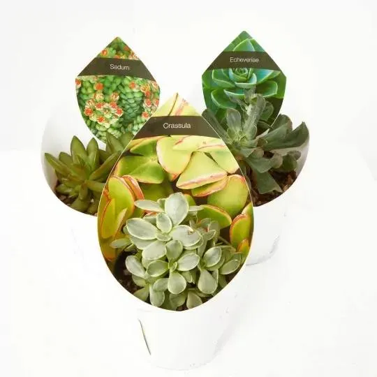 CACTUS Y CRASAS ESPECIALES M-10.5