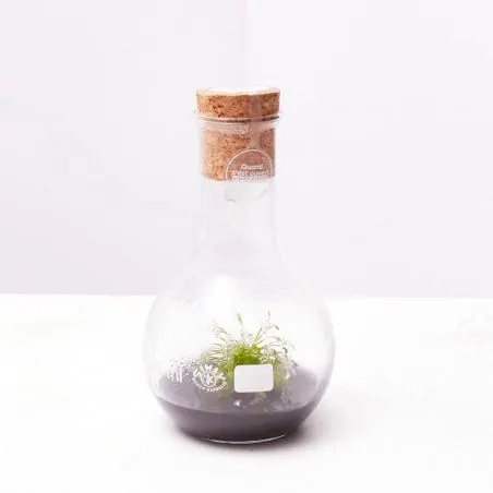 PLANTAPHORE CARNÍVORA BALLON 250ML SOLUCIÓN NEGRA