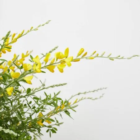 RETAMA OLOR MACETA 5 LITROS