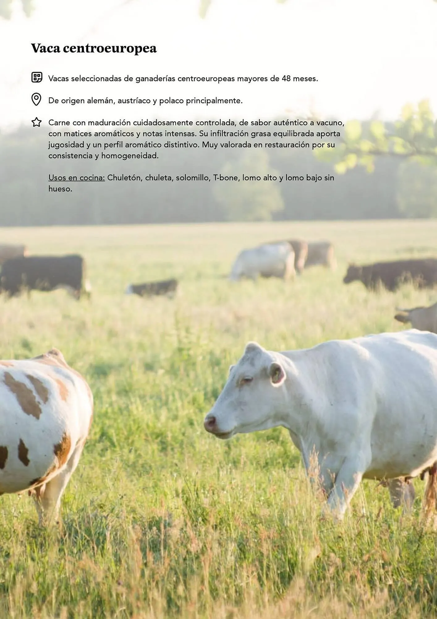 Catálogo de Folleto GM Cash & Carry 17 de febrero al 30 de abril 2026 - Página 12