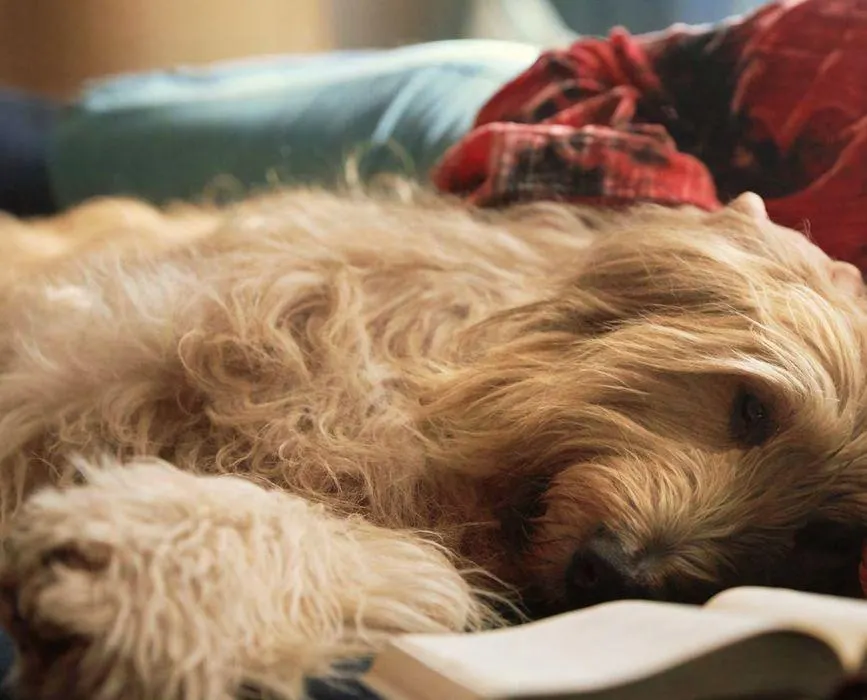 Catálogo de ŠKODA Enyaq Coupé 23 de enero al 31 de mayo 2024 - Página 12