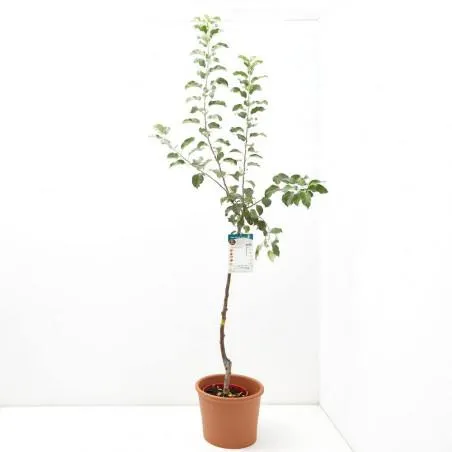 MANZANO 10L RESIDUO CERO VERDECORA