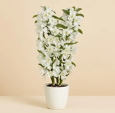 Dendrobium Blanco