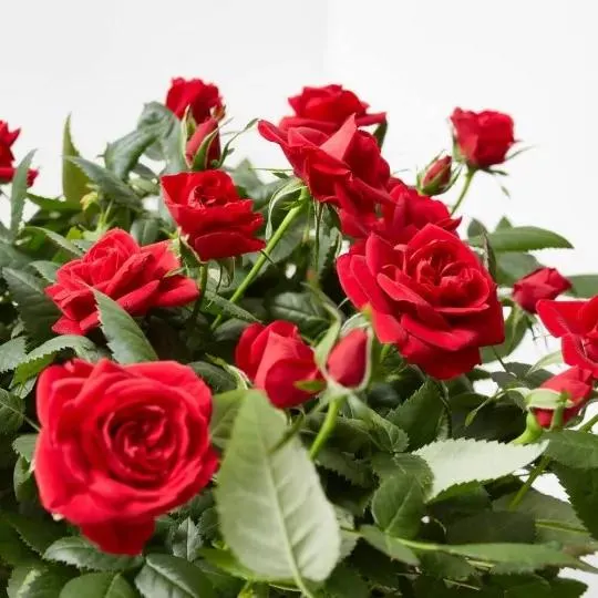 ROSAL ROJO KORDANA MACETA 21CM