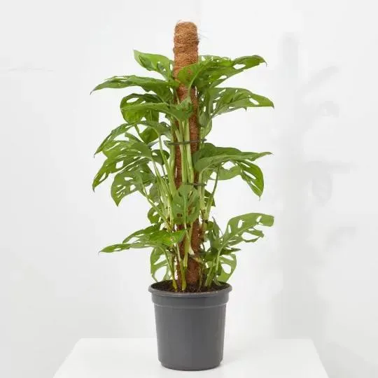 MONSTERA MONKEY MACETA 16CM