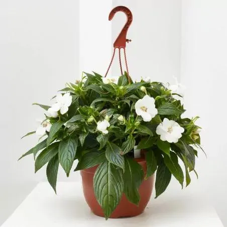 ALEGRÍA COLGADOR MACETA 22CM