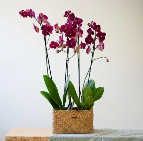 Centro de Orquídeas rosa