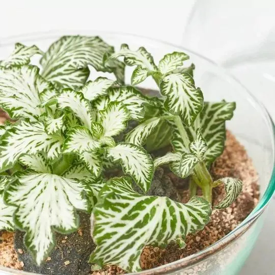 TERRA VIVANT - MINI MONDE S MIX