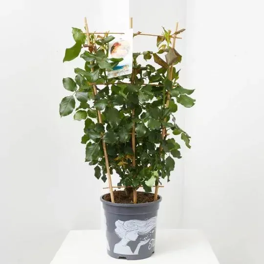 ROSAL MEILLAND ESPALDERA MACETA 3 LITROS