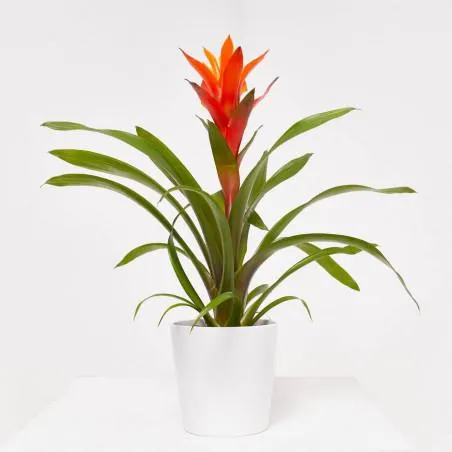 GUZMANIA MÁXIMA MIX MACETA 13CM