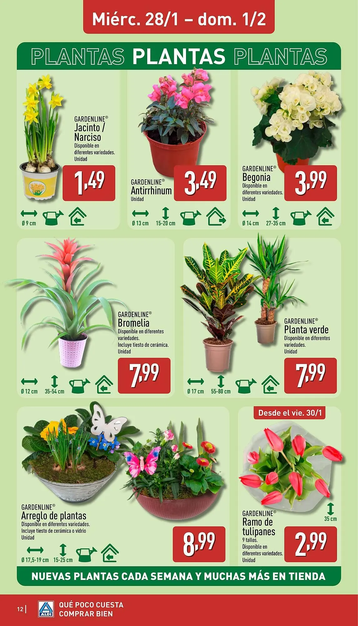 Catálogo de Folleto ALDI 26 de enero al 1 de febrero 2026 - Página 12