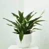 SPATHIPHYLLUM