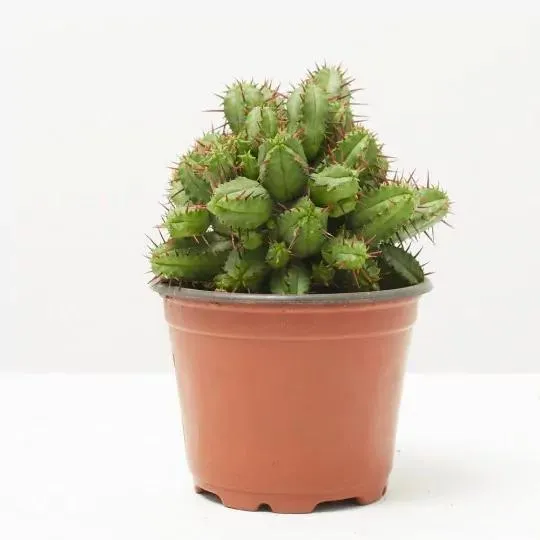 CACTUS MIX MACETA 9CM