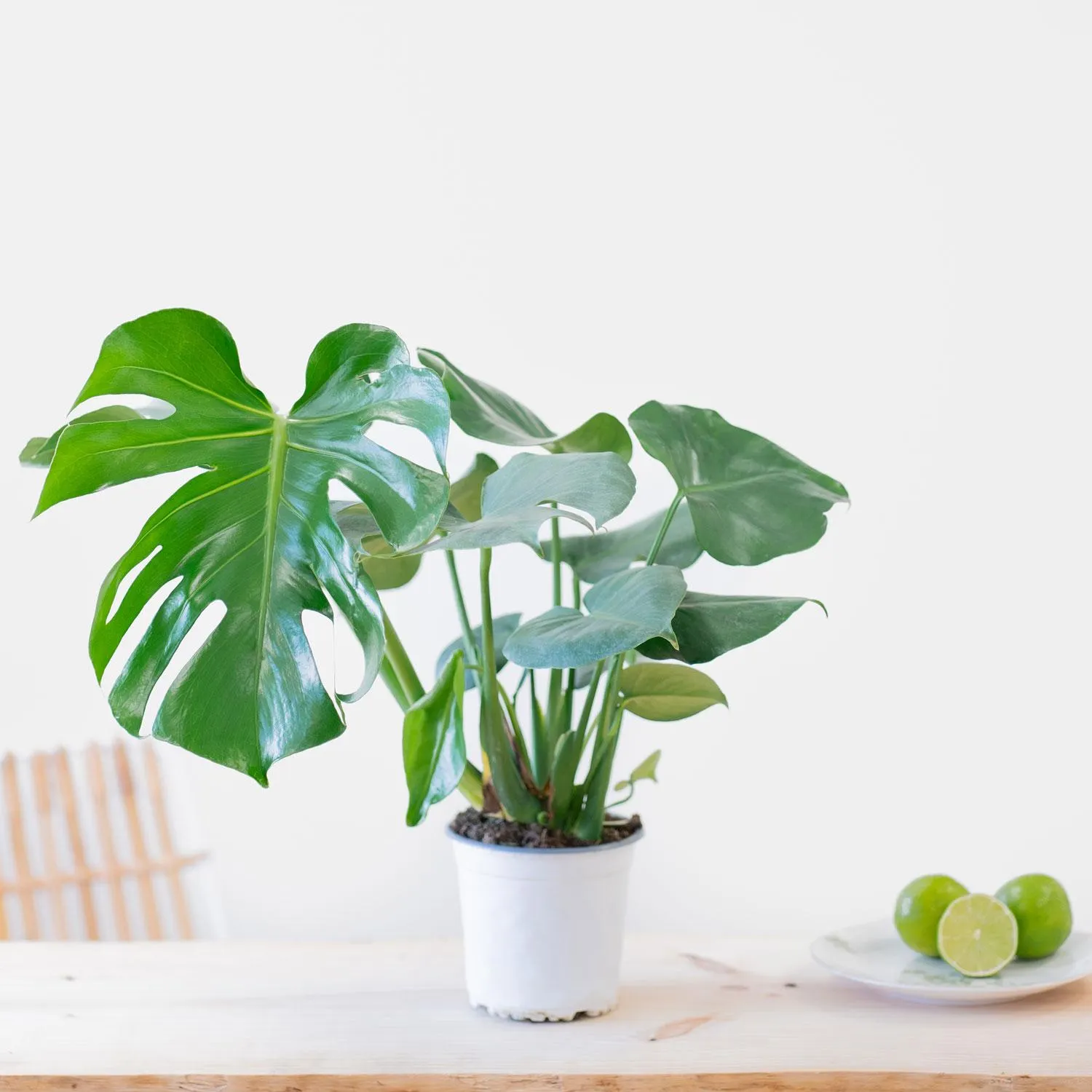 Monstera