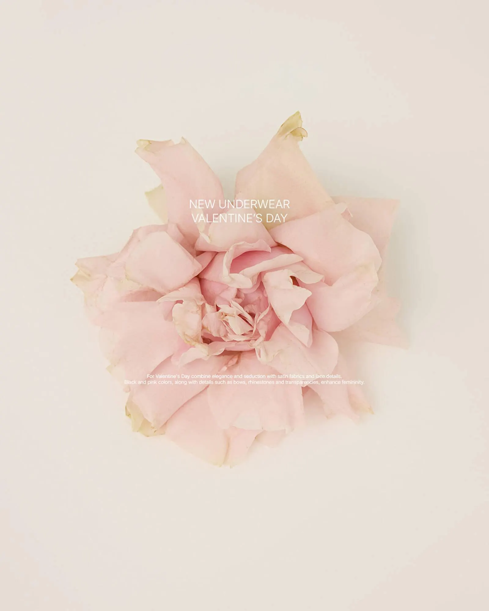 Catálogo de Folleto Terranova 4 de febrero al 14 de febrero 2025 - Página 1