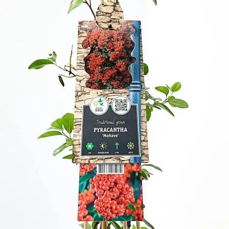 PYRACANTHA ROJA M-17 TUTOR