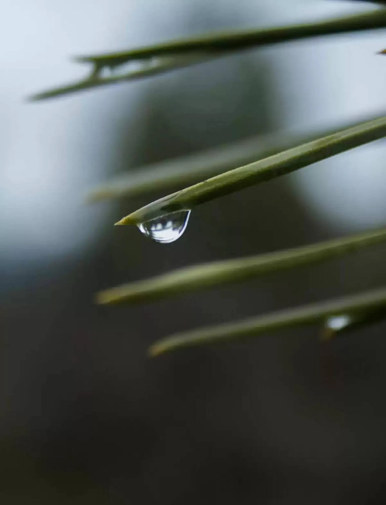 Catálogo de Folleto Roca 9 de enero al 31 de diciembre 2025 - Página 13