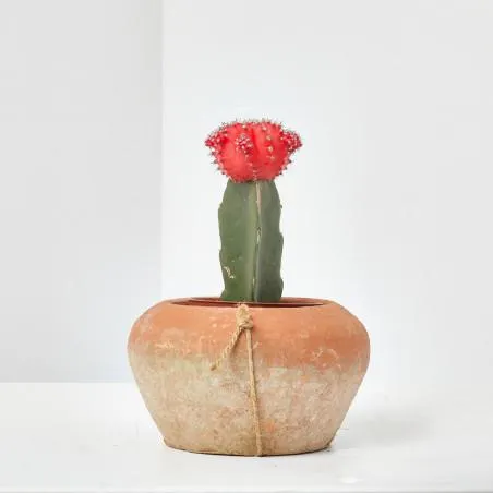 CACTUS INJERTADO