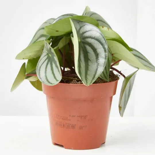 PEPEROMIA MACETA 12CM
